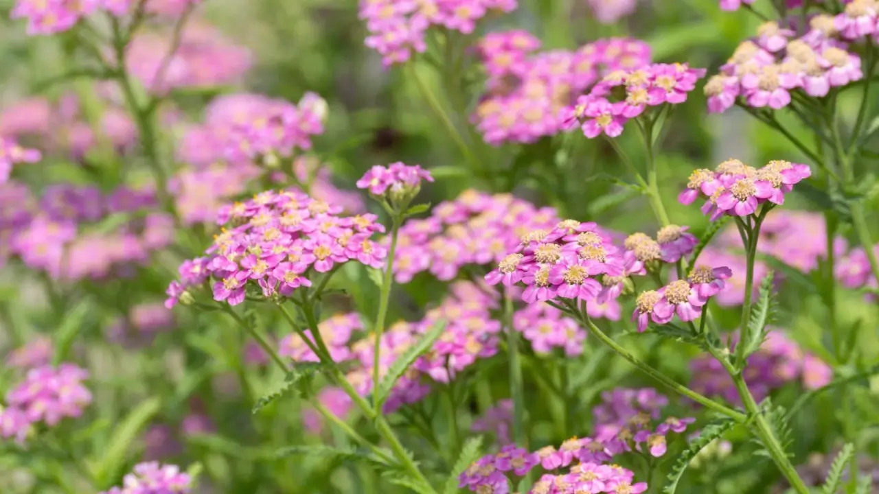 A close-up of flowering plants with umbrella-shaped inflorescences of tiny pink flowers rising above feathery green foliage.