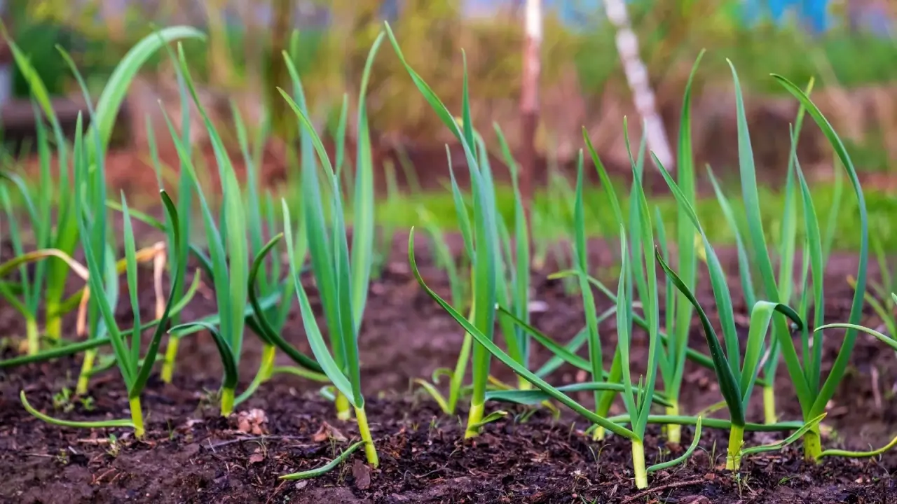 Close-up of bright green, slender garlic sprouts emerging from dark soil with pointed tips and smooth leaves.