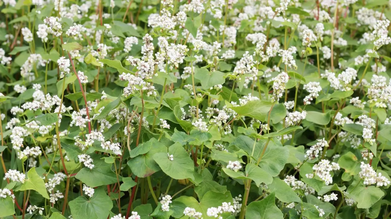 A blooming field of delicate clusters of tiny white flowers atop slender green stems with broad, heart-shaped leaves.
