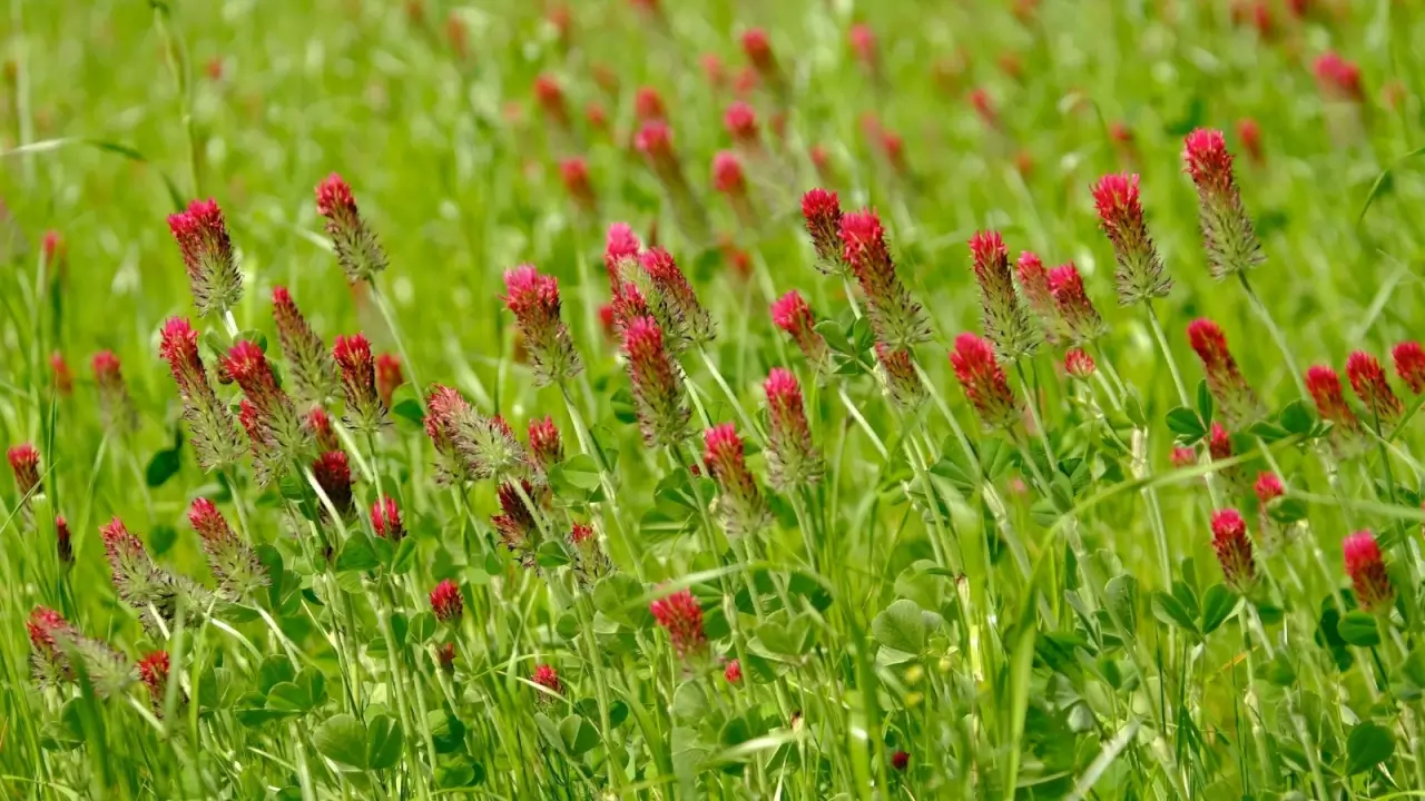 Close-up of dense clusters of vibrant crimson clover flowers with tiny tubular petals and green trifoliate leaves.