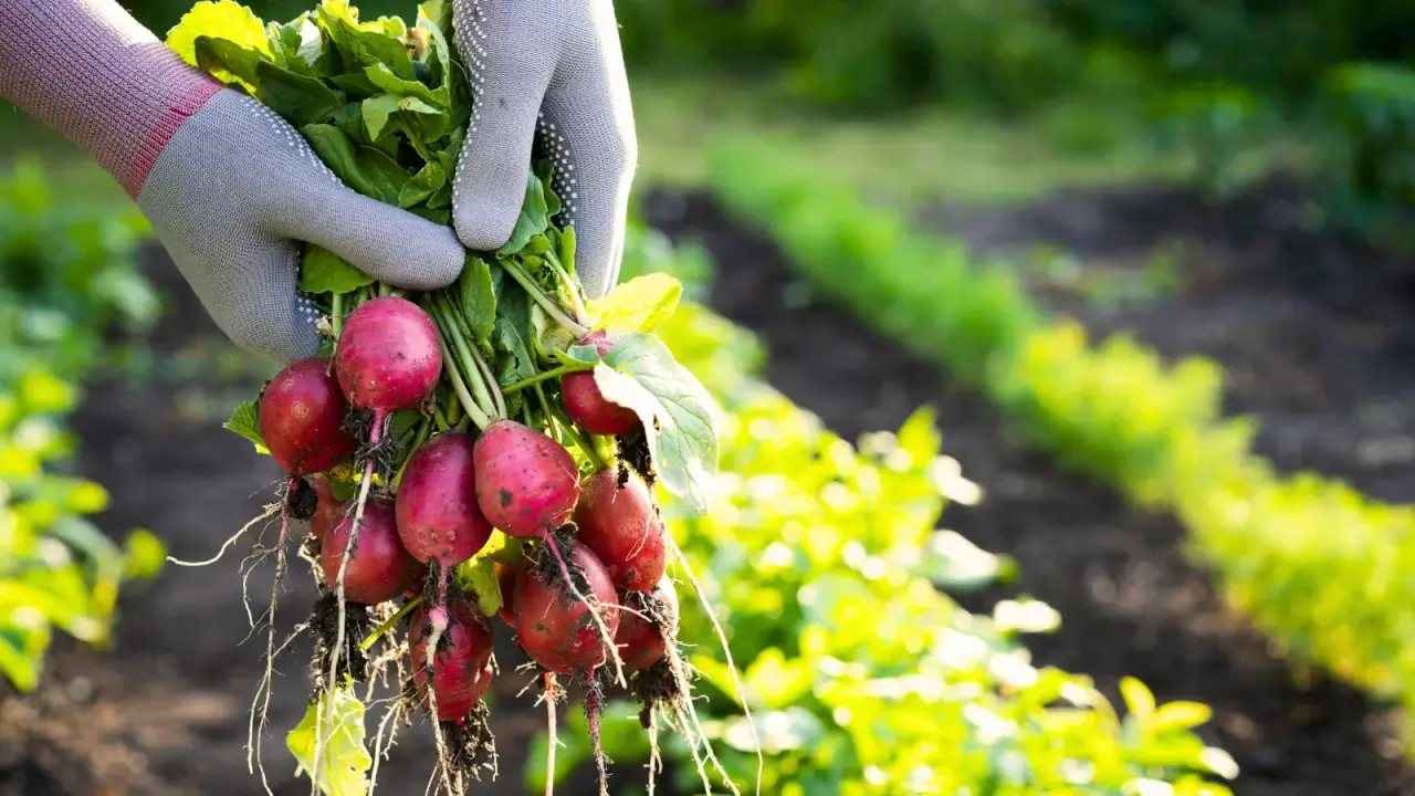 9 Crops to Sow in September