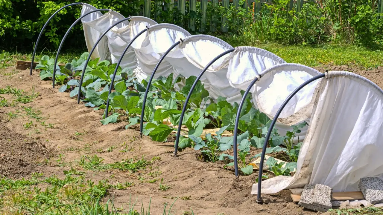 A garden bed with cabbage plants characterized by blue-green broad leaves grown in rosettes, sheltered with a low tunnel of semicircular arches covered with white fabric.