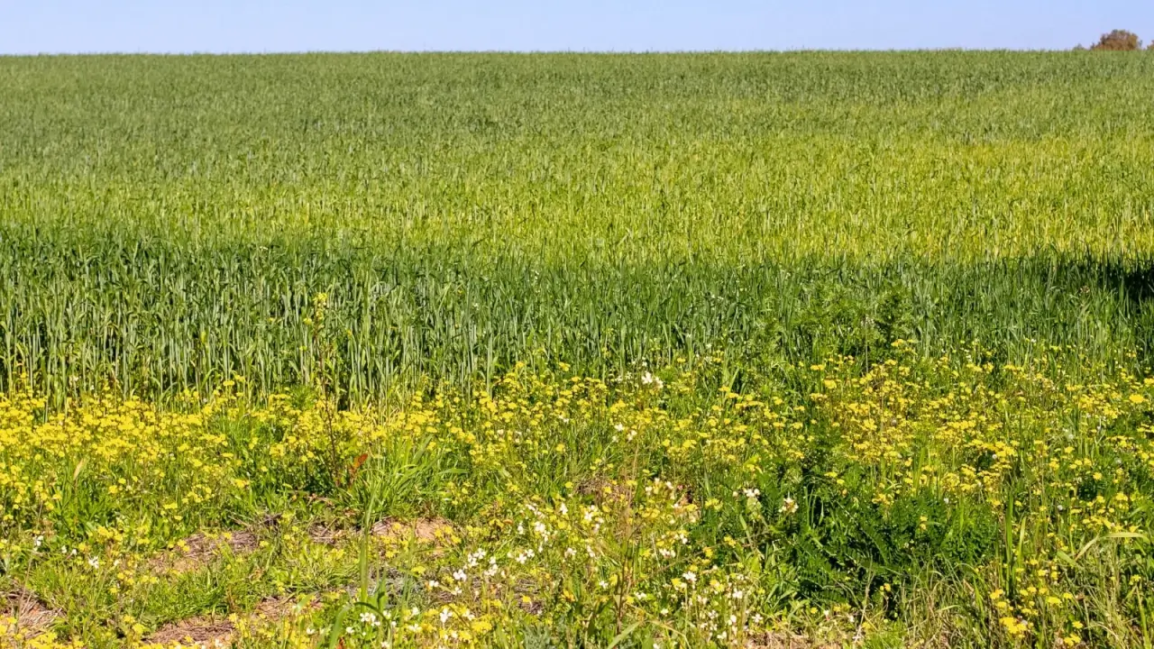 A strip of yellow and white native plants grows among a large green field under a blue sky.