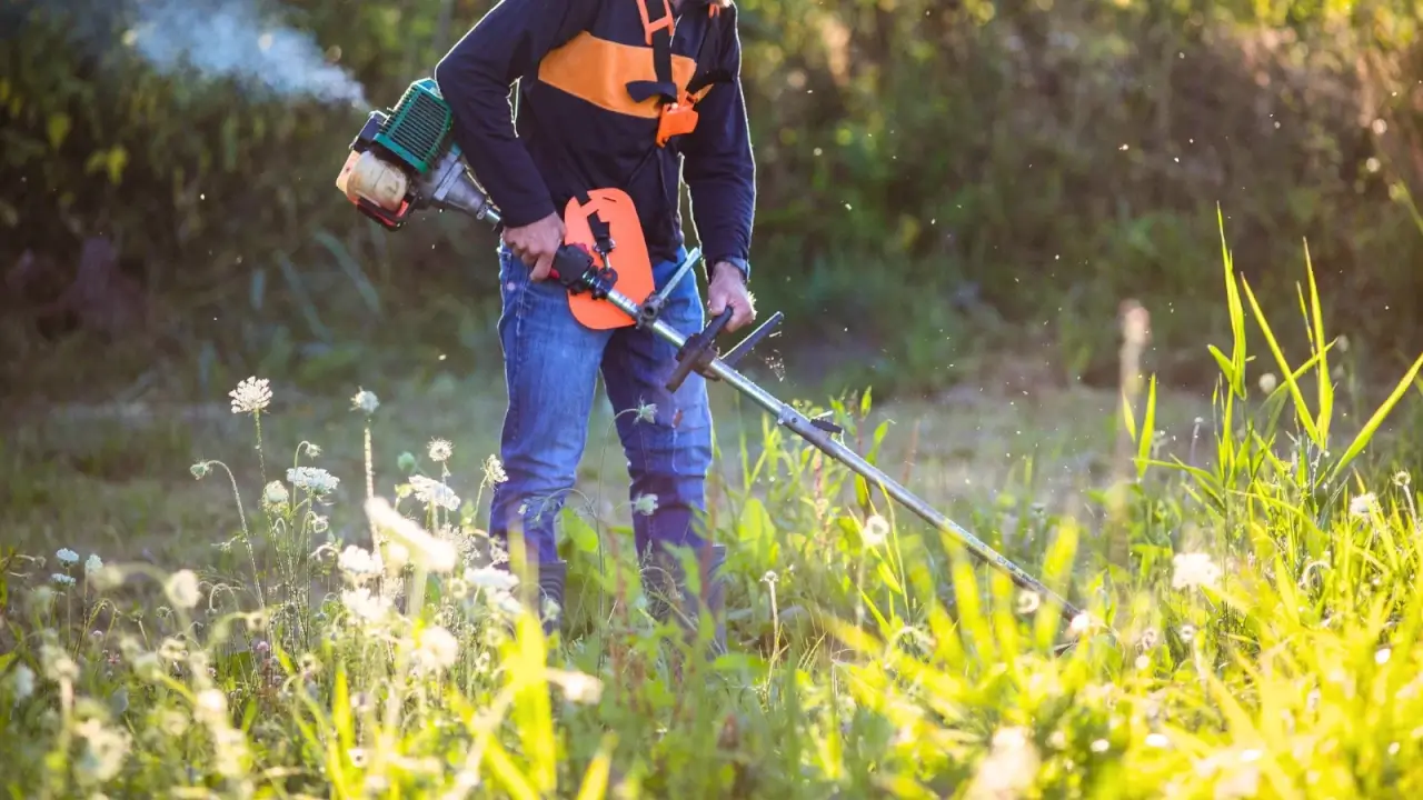 A man using a hand lawn mower through a sunny prairie field, cutting down scattered annual weeds among the grasses.