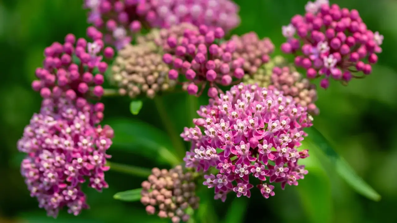 Close-up of blooming clusters of small, star-shaped pink flowers against a background of green, narrow, elongated foliage.