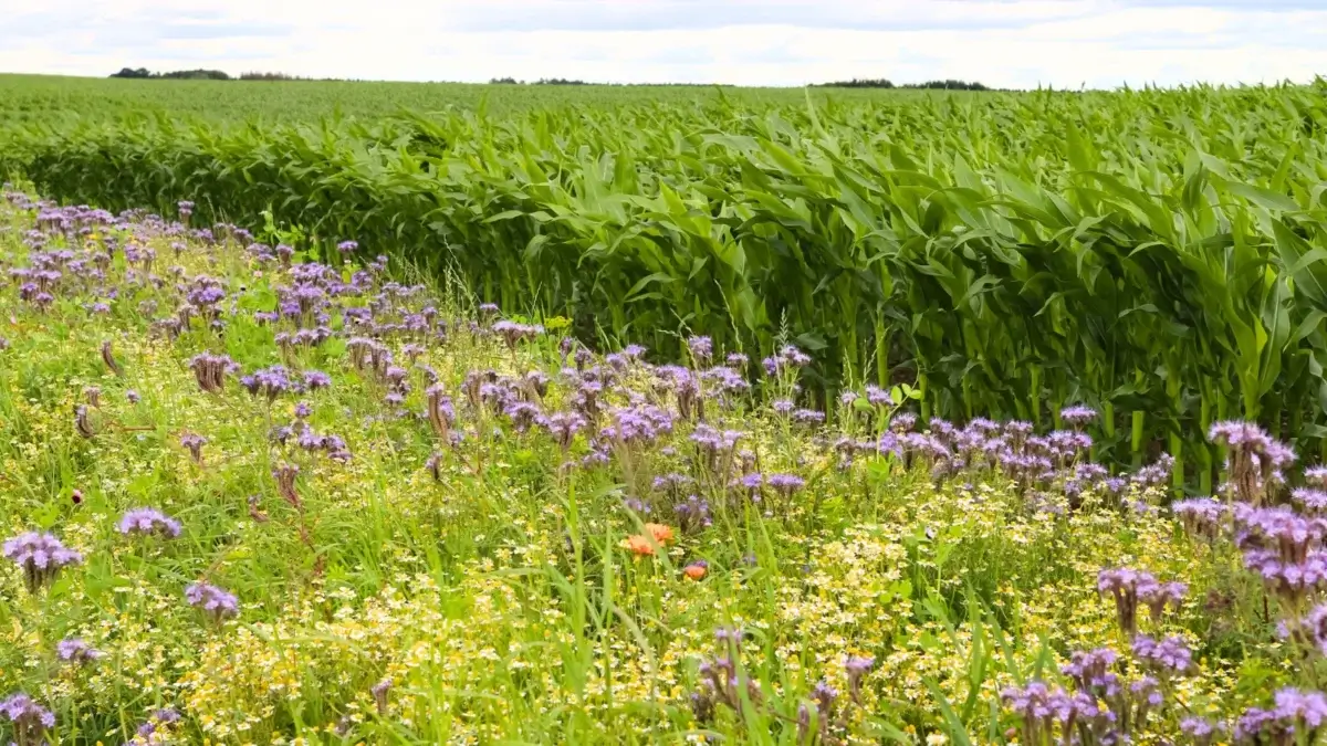 Blooming strips of native prairie plants growing between cornfields, helping replenish soil nutrient loss.