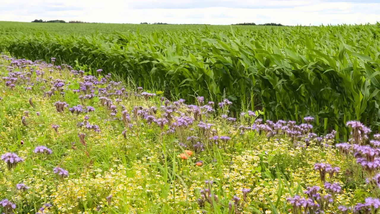 modernfarmer.com