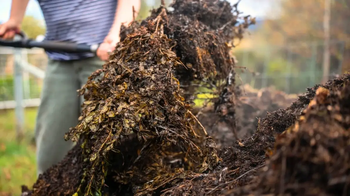A female gardener with a large garden shovel turns over a large black compost pile of decomposing garden waste and kitchen scraps to speed up composting.