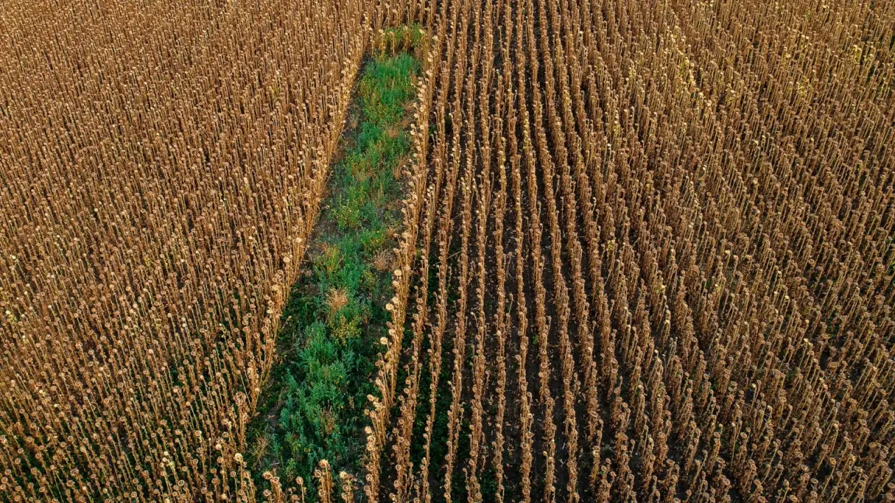 Overhead view of a sunflower field with golden, dry, harvest-ready plants surrounding a vibrant prairie strip of native flowers and grasses that nourish the soil and support biodiversity.