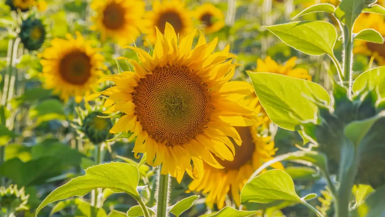 A field of blooming sunflowers featuring large, rounded flower heads bearing bright yellow petals around dark brown discs, rise on upright, sturdy stems with broad, heart-shaped foliage.