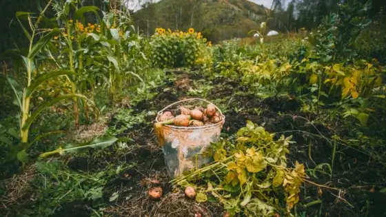 A bucket full of freshly picked potatoes in a vegetable garden bed among various crops and tall blooming sunflowers, as one of the wildflowers that fight potato viruses.