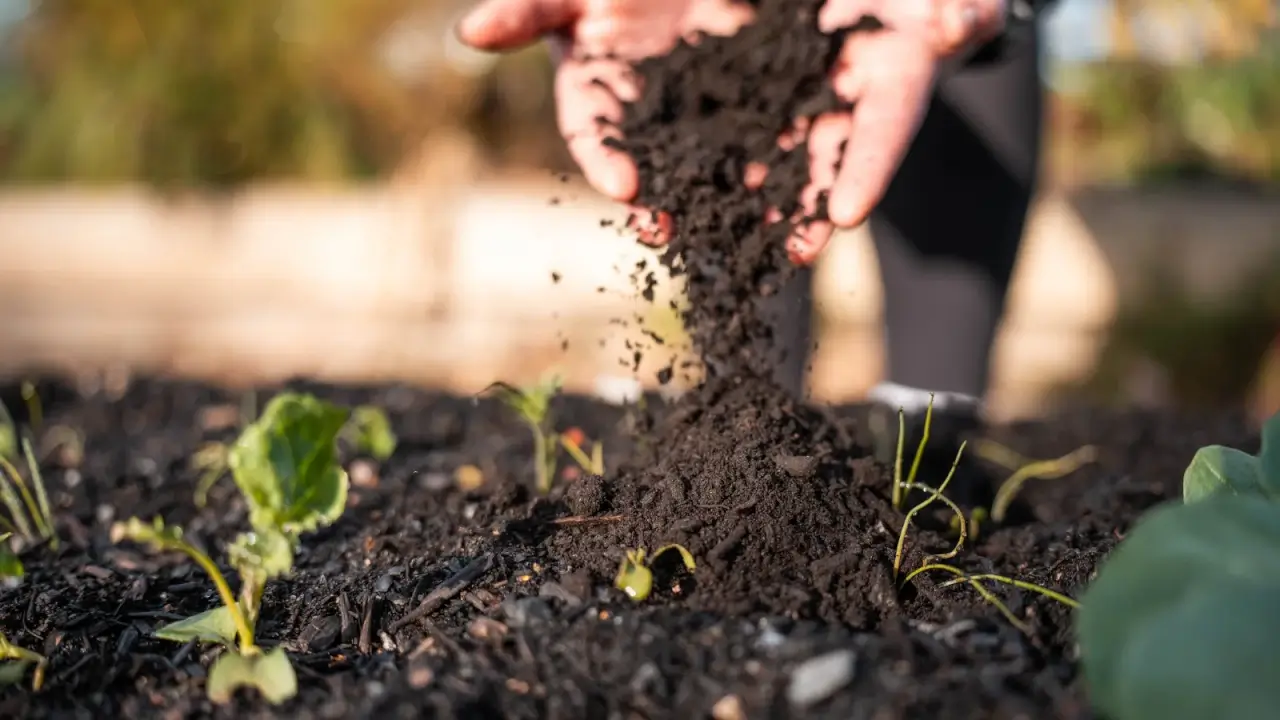 A gardener spreads black, loose compost over black soil in a bed containing tiny seedlings.