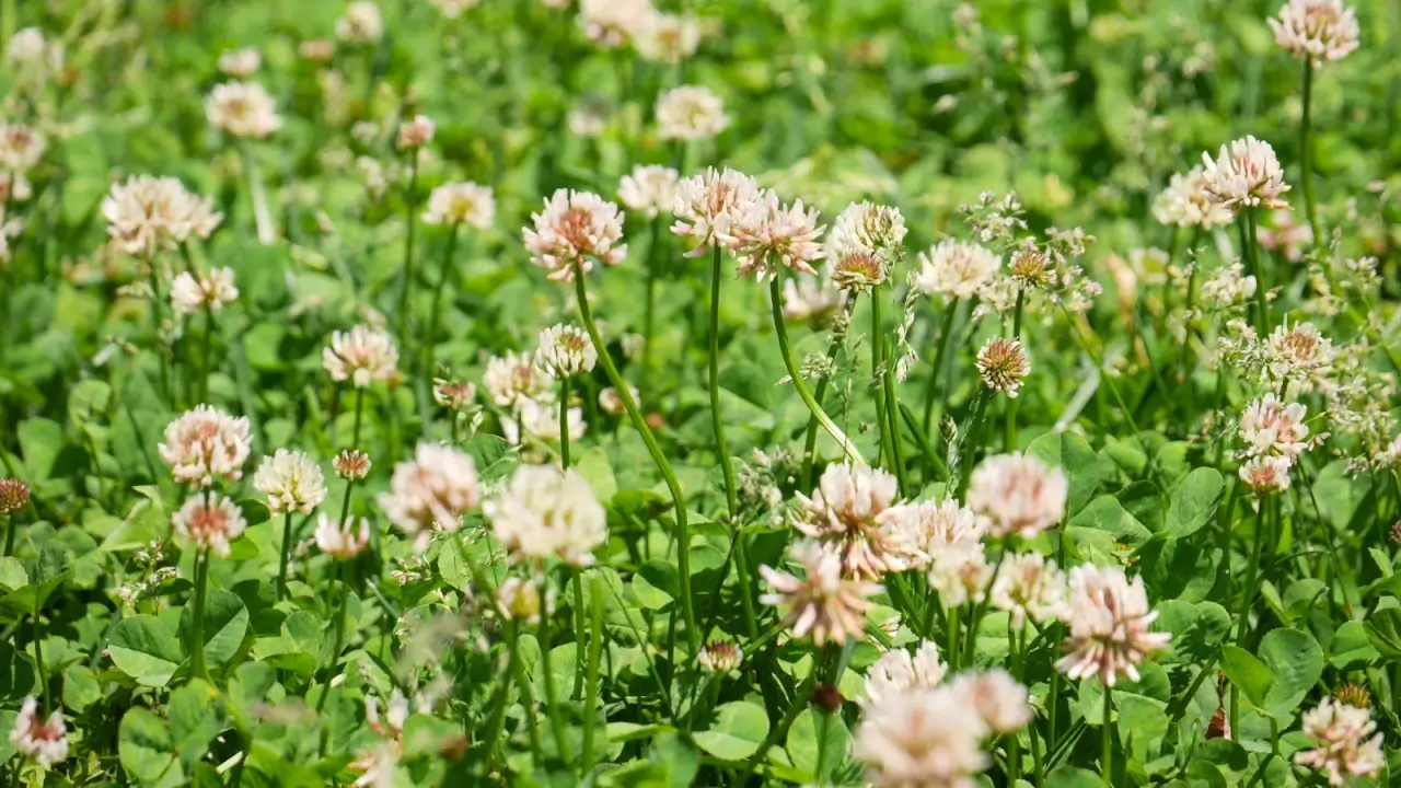 A flowering field of white clover with green oval foliage topped with pompom-shaped creamy-white flowers.