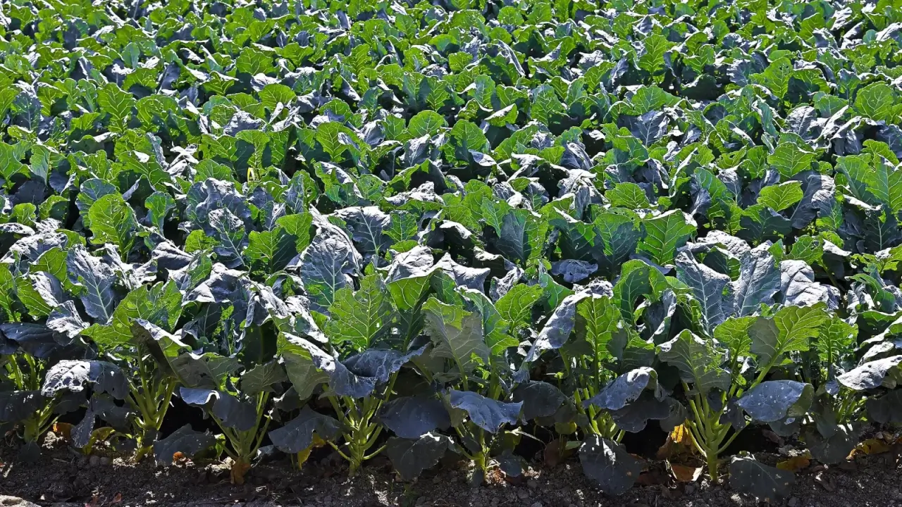 Rows of turnips fill the field, their large leafy tops with broad, slightly wavy grey-green leaves forming a dense green carpet.