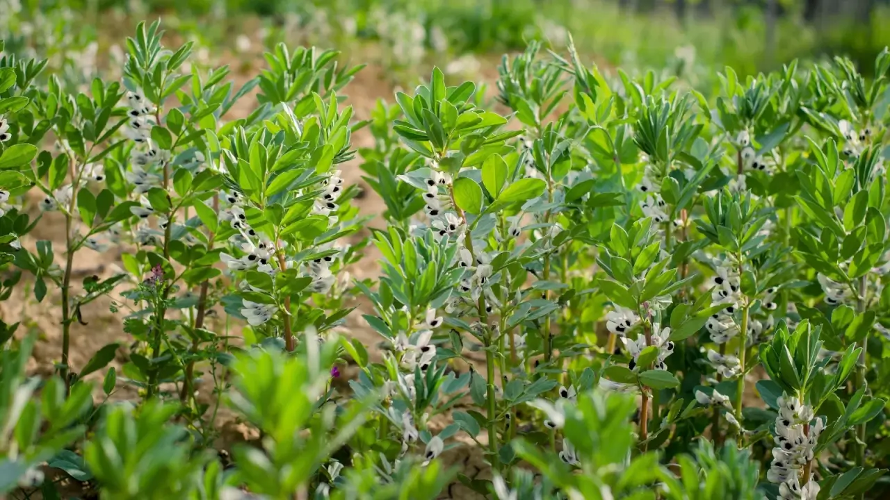 Garden with sturdy green stems, broad oval leaves, and clusters of large, vibrant purple and white flowers.