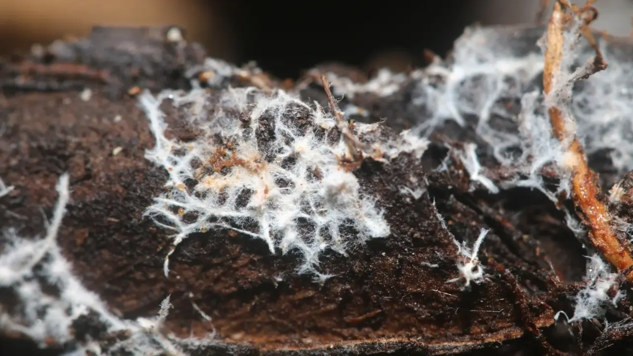 White, thread-like fungal mycelium spreading across the dark soil surface.