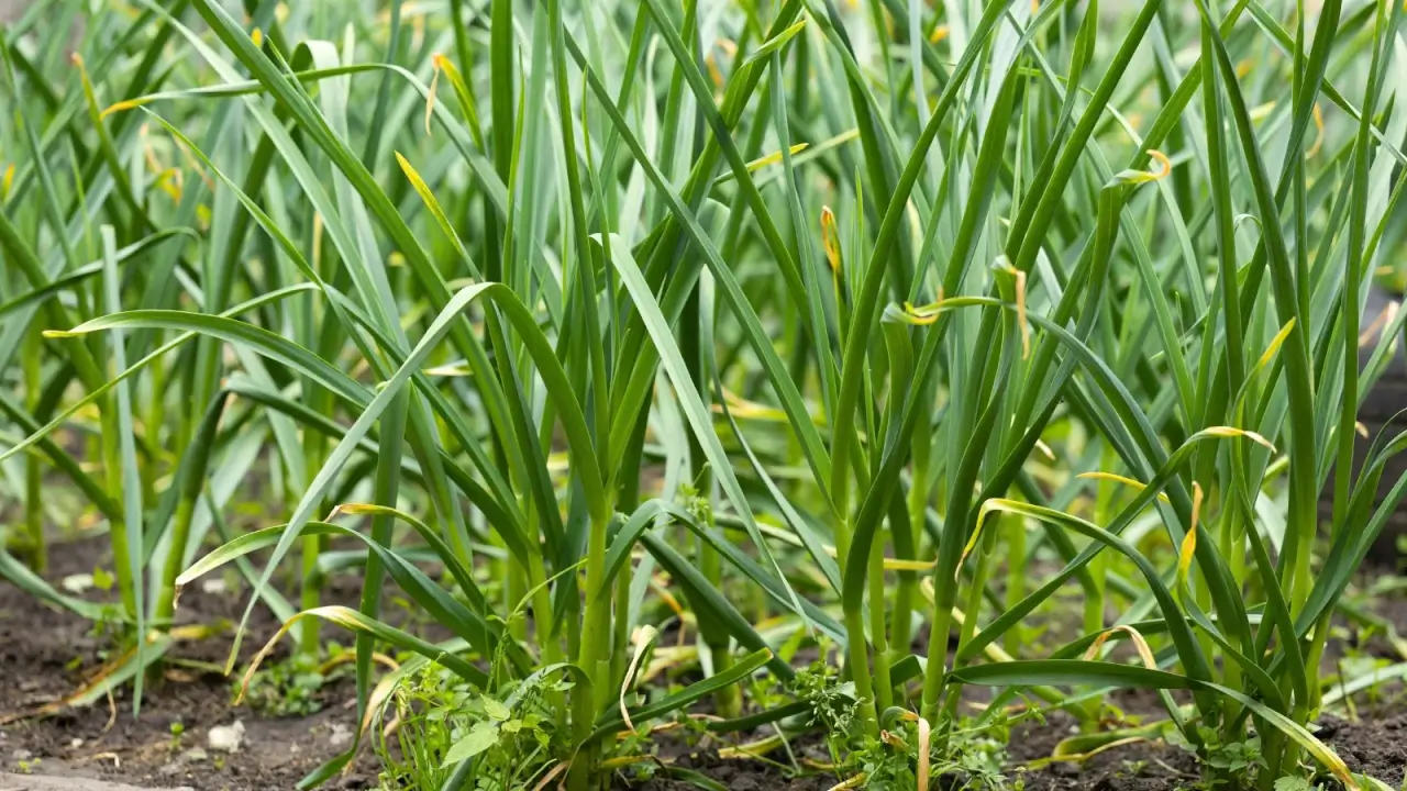 A garden bed with garlic plants shows upright, narrow, tubular leaves with smooth surfaces, clustered in clumps that rise from the soil.