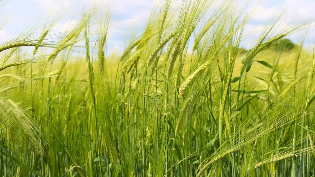 Green barley crops in the field form a lush carpet of tall, upright stalks topped with feathery, light-green heads swaying in the wind.