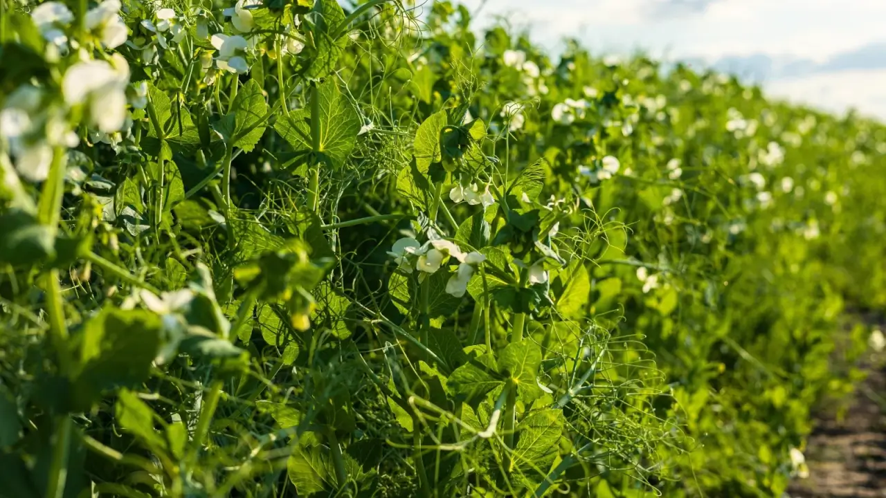 Rows of pea plants spread across the field, their slender stems dotted with small blooms and fresh green leaves. 