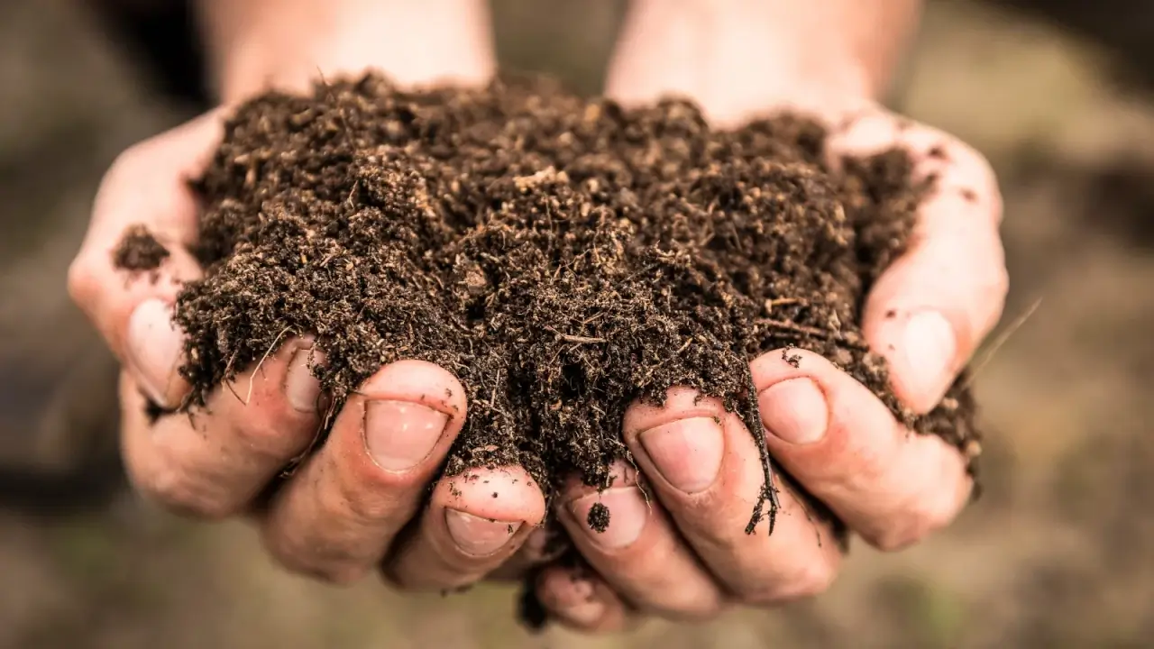 Close-up of male hands holding a handful of fresh, loose, dark brown soil against a blurred background.