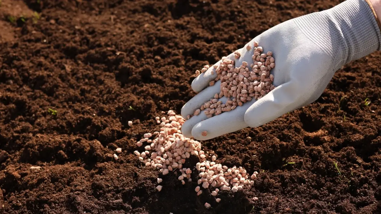 Close up of a gardener's hand wearing a grey glove applying pink granular fertilizers to loose brown soil.