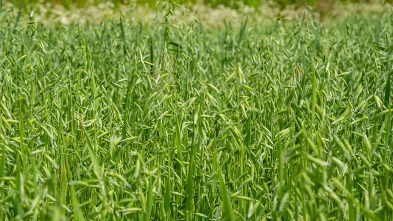 A wide field of oats stretches out, with slender upright stems topped by green, dangling flowered seedheads. 