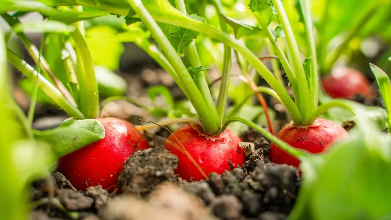 Close-up of small, round, pink root vegetables peeking out from beneath loose black soil with green, leafy tops.