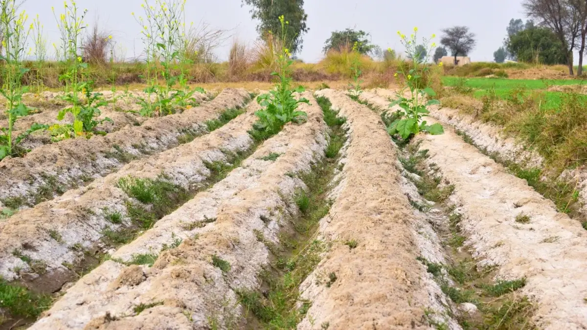 A field of saline agriculture shows pale, crusted soil with patches of green foliage and clusters of bright yellow blooming mustard flowers.