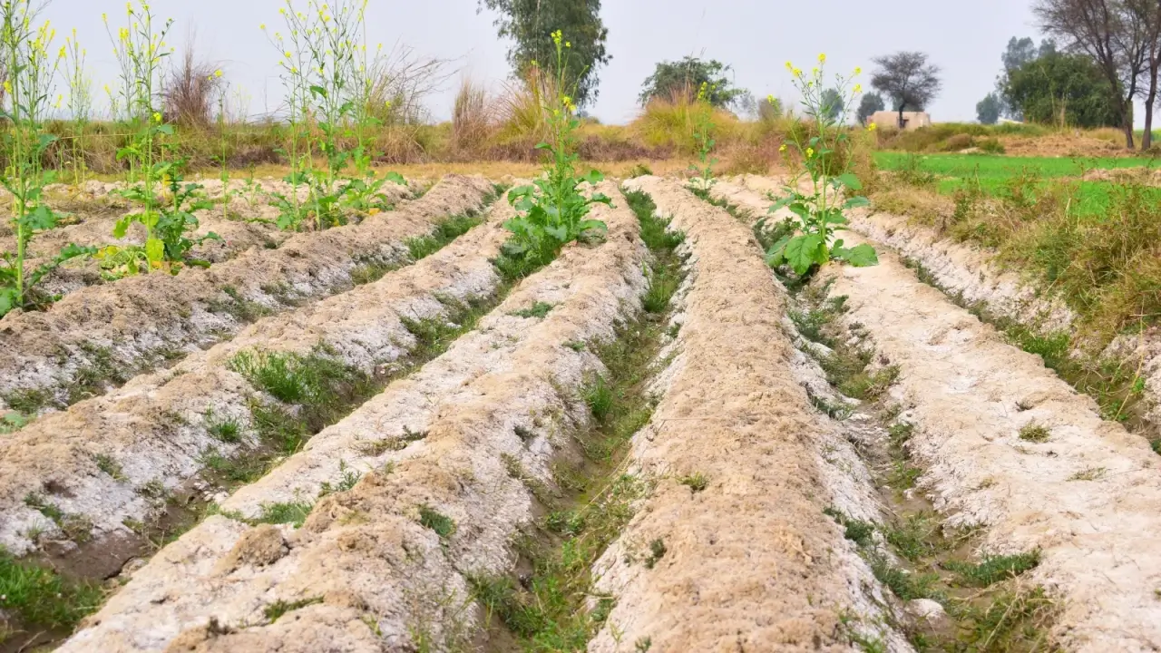 Saline Agriculture: A Promising Approach to Global Farming Challenges