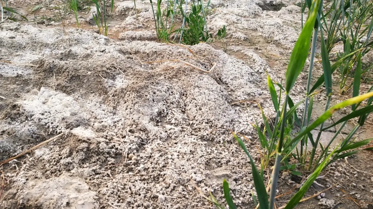 A wheat crop field displays several clusters of green stalks with patches of white, crusty saline soil.