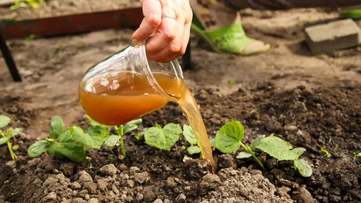 A farmer pour a liquefied biostimulant fertilizer onto a field with growing plants.
