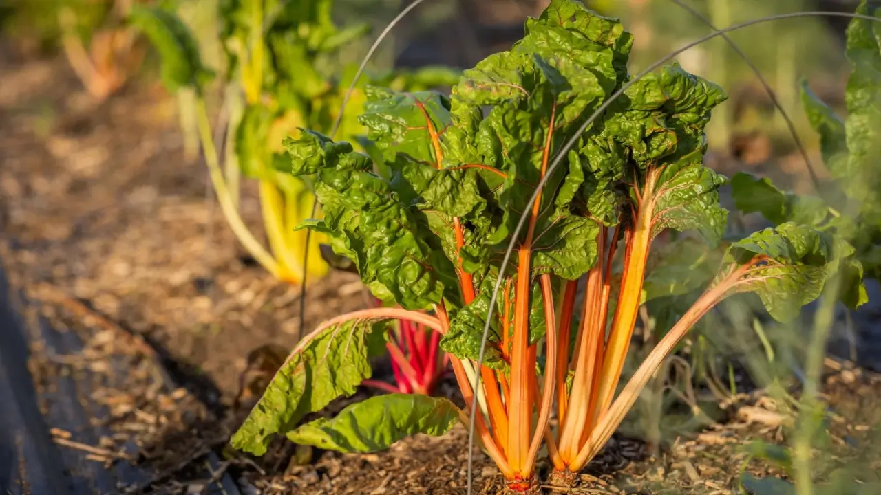 Swiss Chard plants with large, wrinkled, glossy green foliage and colorful, succulent stems grow in a row in a garden bed.