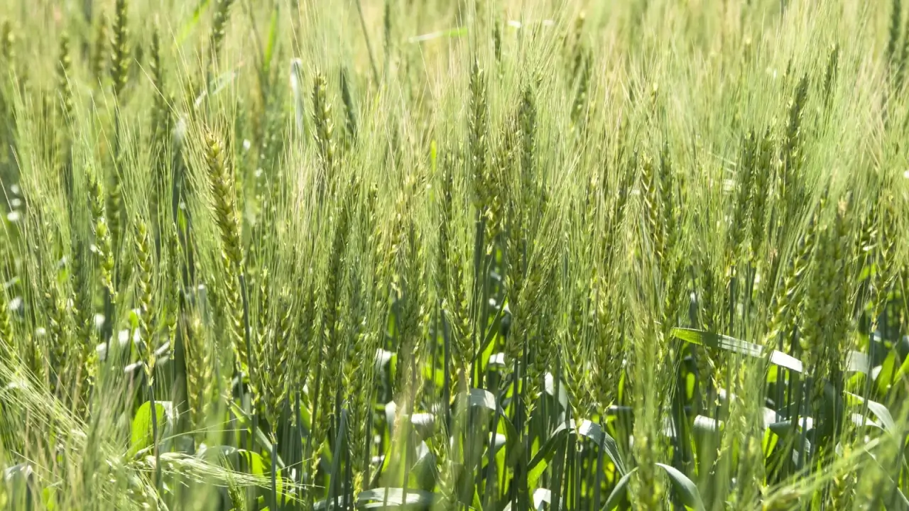 Lush green wheat field with tall, slightly arching stems, long narrow lance-shaped leaves, and tightly packed, cylindrical seedheads with pointed tips.