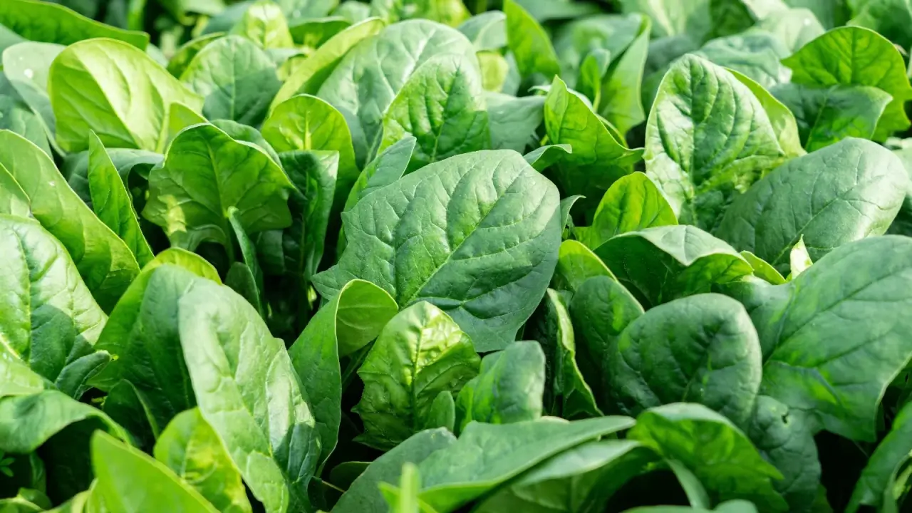 Young green spinach leaves are oval-shaped with smooth edges and grow low to the ground.