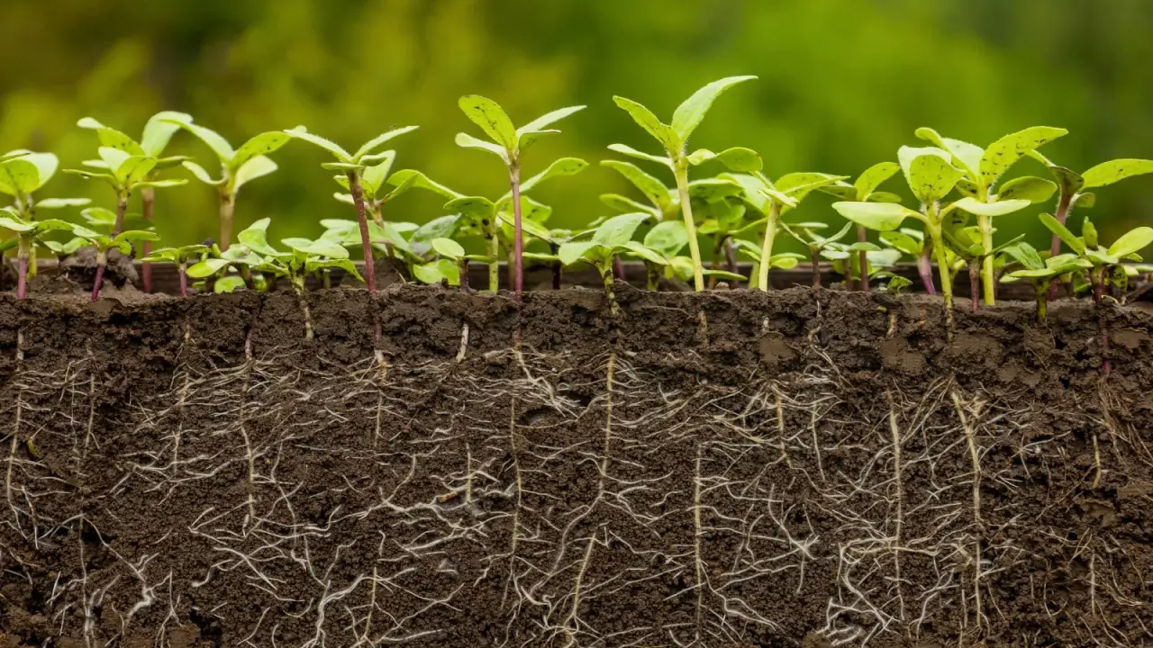 Young sunflower seedlings with thin pinkish stems and small oval green leaves show thin roots spreading out in the soil.