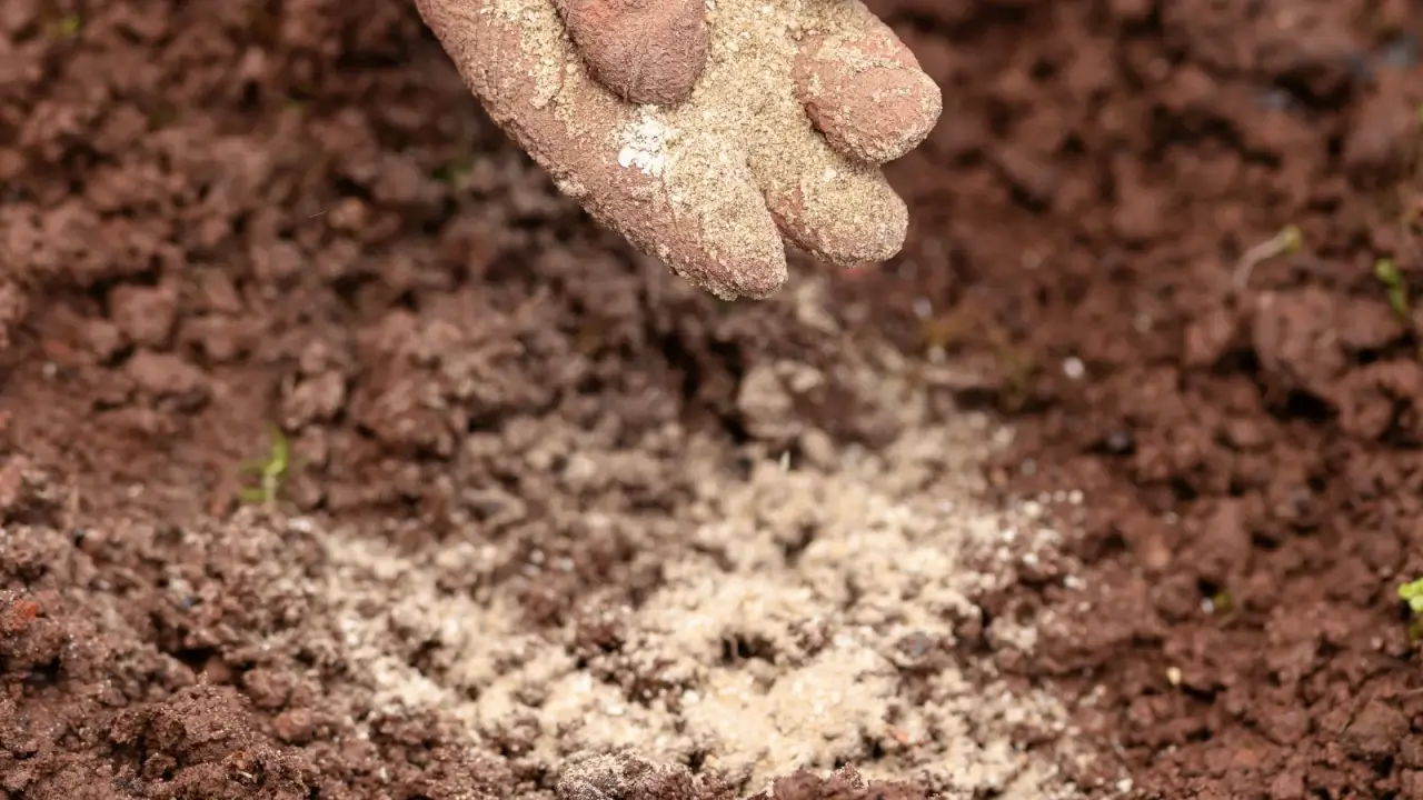 A pink-gloved gardener's hand applies fine, sandy, pale beige bone meal fertiliser to loose, brown soil.