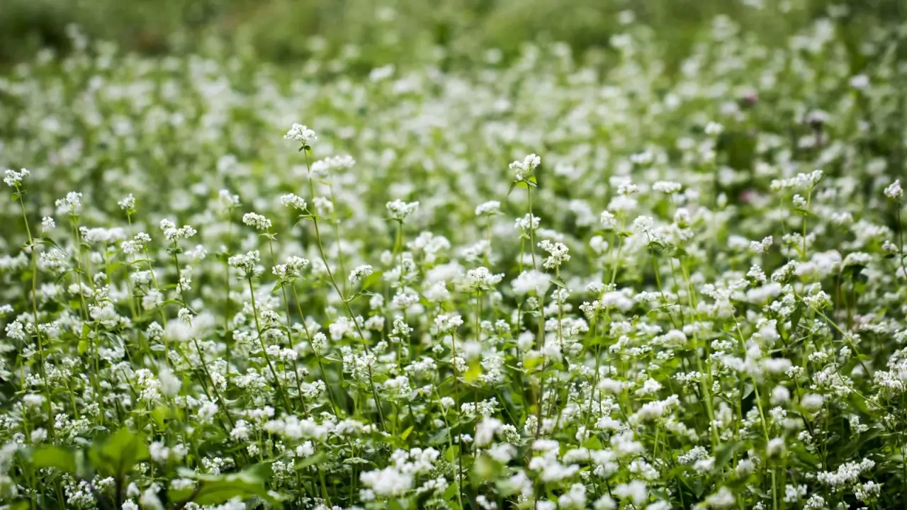 A large field of flowering Buckwheat plants with vertical thin stems and delicate white flowers rising over lush foliage.