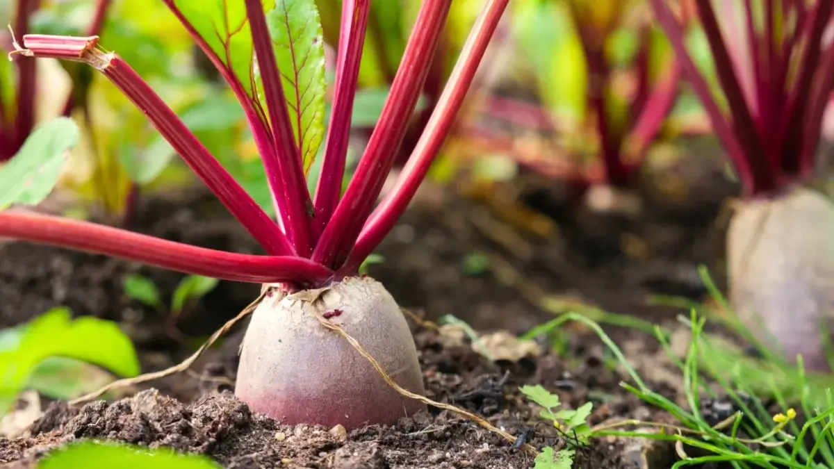 Close-up of young oval beet roots half-emerging from brown soil with upright purple stems and green leaves, showing one of the fall crops to be sown in October.