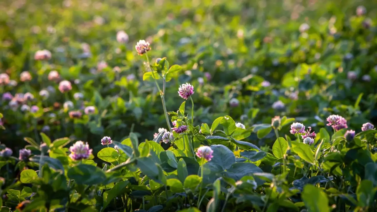 Blooming bed of delicate pink clover plants with round, clustered blossoms and trifoliate green leaves under the bright sun.