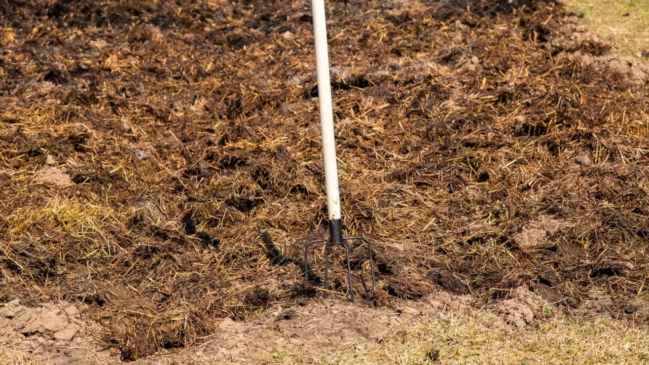 A garden fork is stuck into a garden bed covered with a thick layer of manure mixed with straw to fertilize the soil.