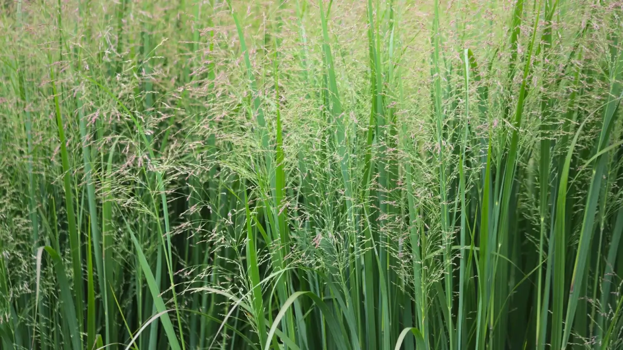Tall, upright grass with slender, arching green leaves and feathery, airy flower panicles rising above the foliage.