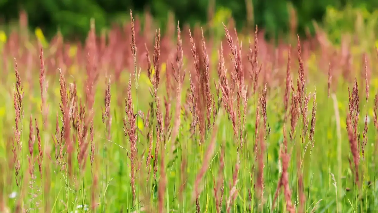 Blooming red fescue grass forms soft, arching clumps of fine, slender green blades topped with airy reddish flower spikes.