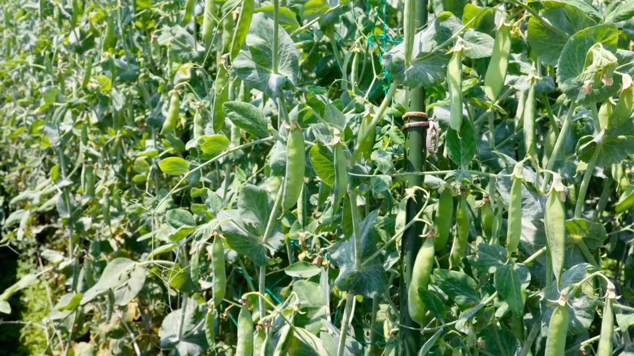 Snap pea plant displays slender green vines with tendrils that curl for support, bright green compound leaves with oval leaflets, and plump pods hanging among.