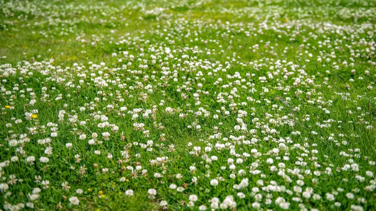 9 Soil-Feeding Cover Crops to Plant in September