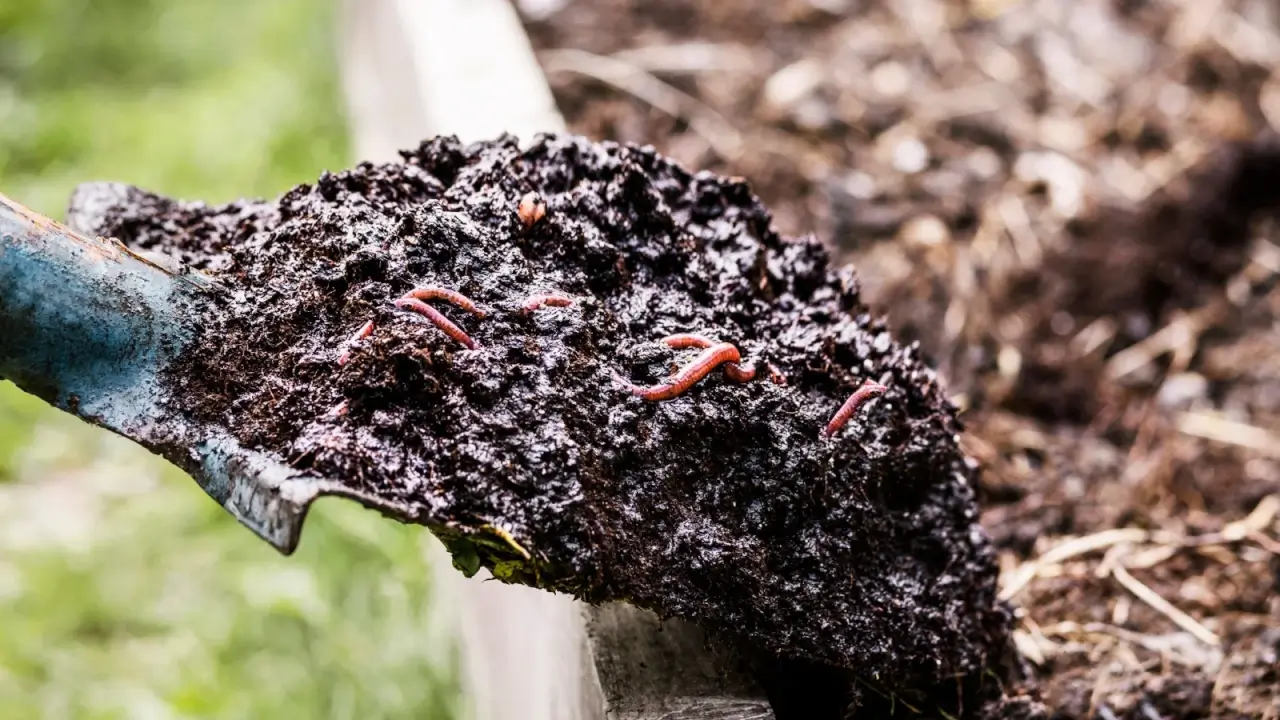 Applying wet compost with red worms using a large garden spade to a raised bed in the garden.