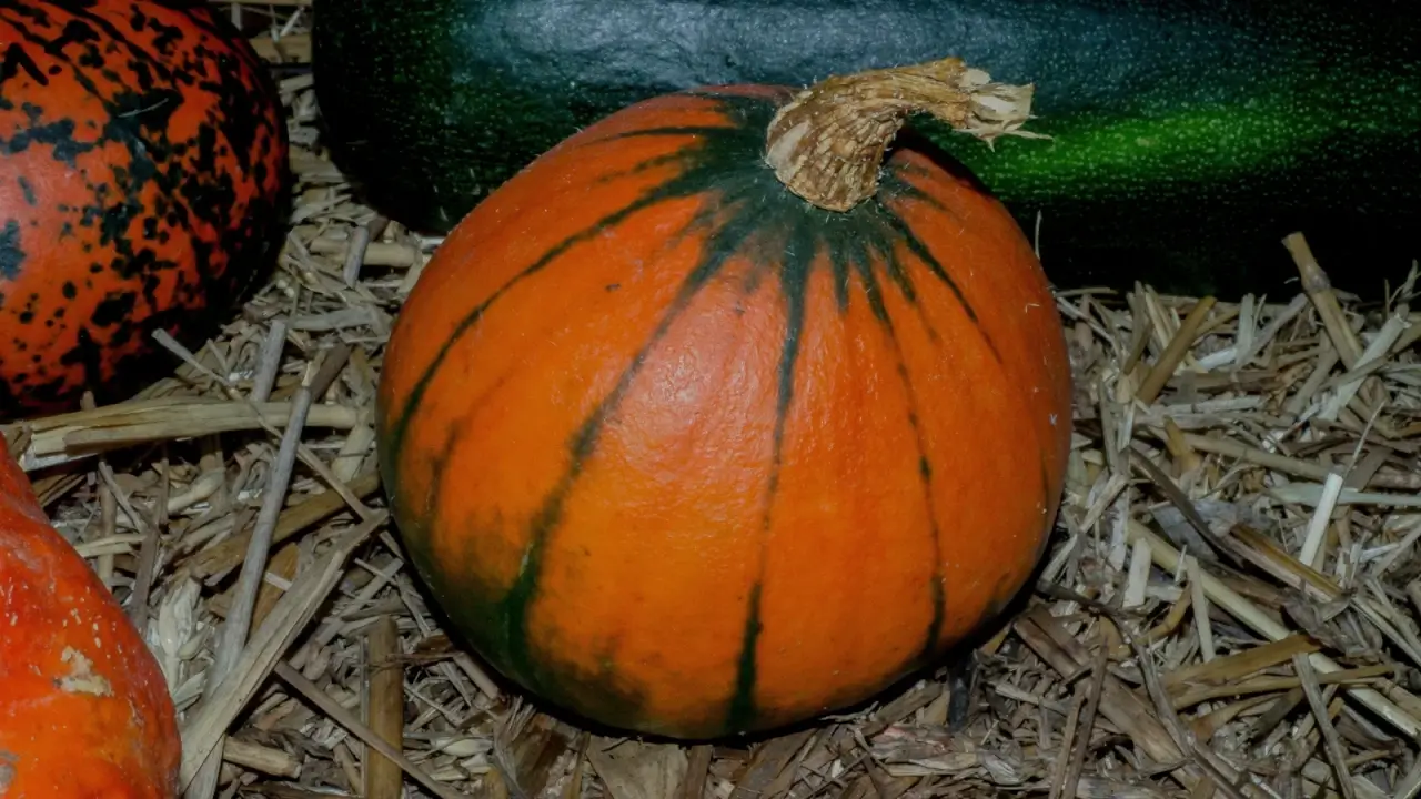 A uniquely patterned pumpkin, small and round, characterized by a bright orange, thick skin with dark green sections at the base and thin stripes along the ribs, lies on a bed of straw mulch among other pumpkins.