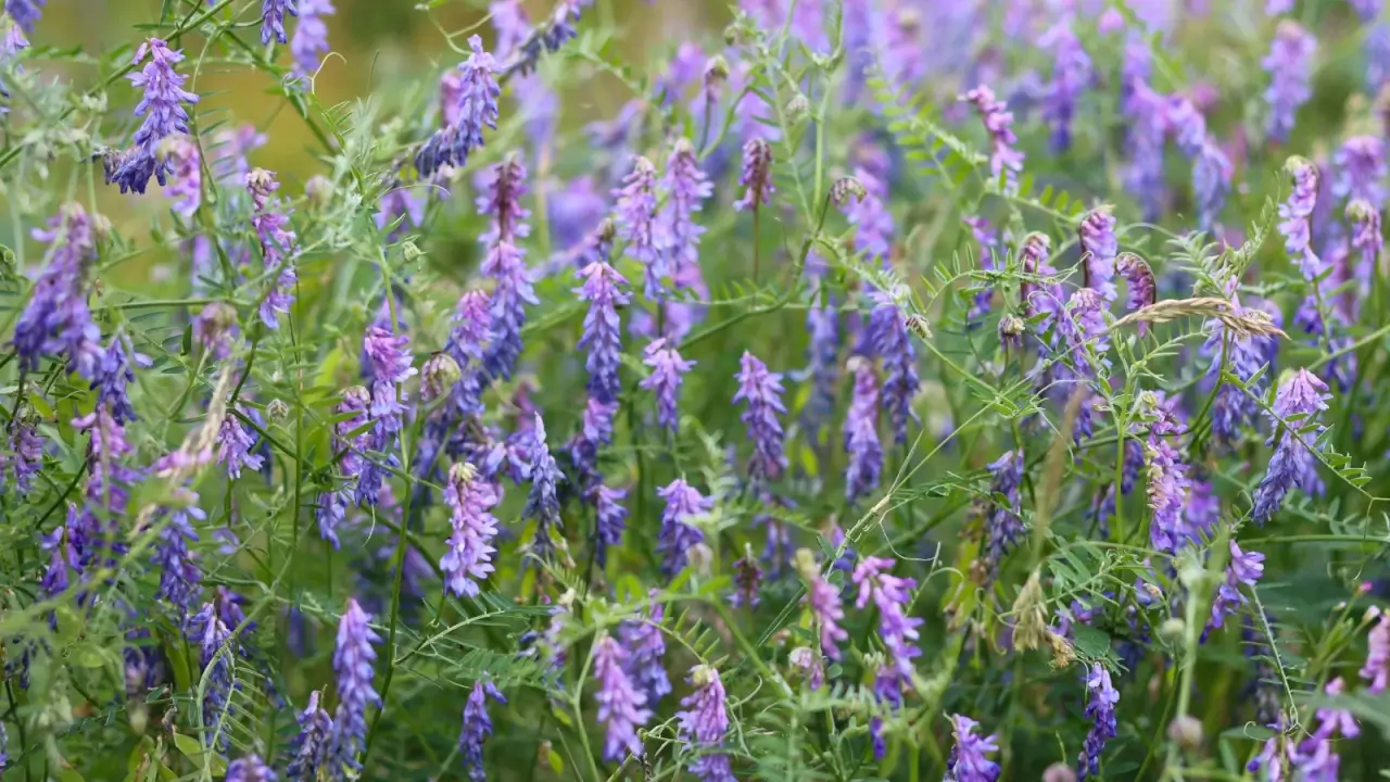 Close-up of a blooming climbing plant with slender stems and cascading clusters of purple pea-like flowers.