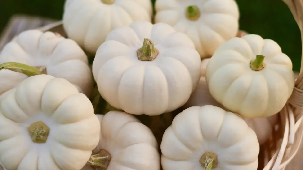 A close-up of a pile of small, round, white pumpkins, slightly flattened with distinct smooth ribs, stacked in a wicker basket.