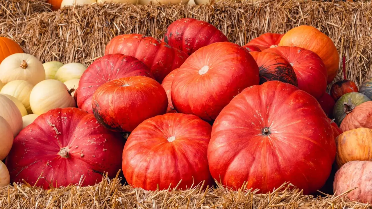 A heap of flattened, deep orange pumpkins with broad ribbing lies on the straw bales.