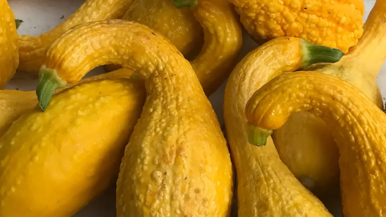 A cluster of bright yellow, curved squash fruits with slightly warty skin and tapered necks. 